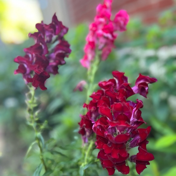 Meet your Posher, Jessica - Picture 1 of 1